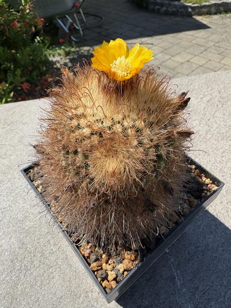 Parodia mutabilis